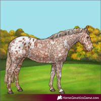 Horse Color:White Spotted Chestnut Blanket Rabicano 