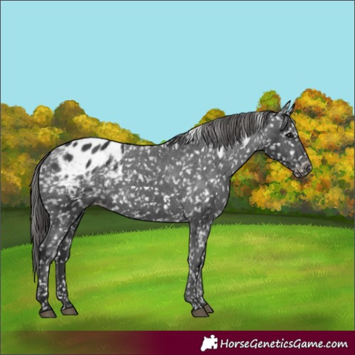 Horse Color:White Spotted Black Appaloosa