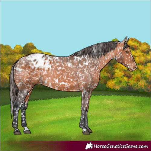 Horse Color:White Spotted Bay Blanket Rabicano