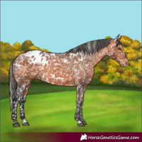 Horse Color:White Spotted Bay Blanket Rabicano 