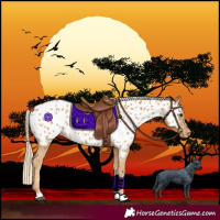 Horse Color:Palomino Near Leopard