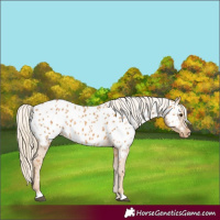 Horse Color:Palomino Appaloosa