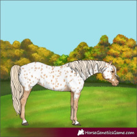 Horse Color:Palomino Near Leopard 