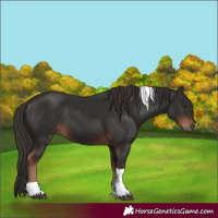 Horse Color:Liver Chestnut Tobiano 