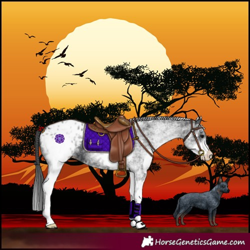 Horse Color:White Spotted Black Blanket 