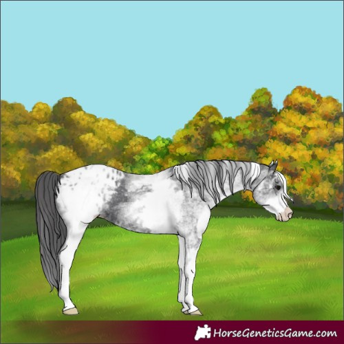Horse Color:White Spotted Black Appaloosa 