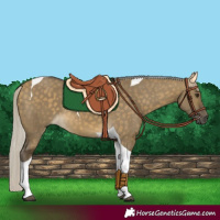 Horse Color:Silver Buckskin Dun Tobiano 