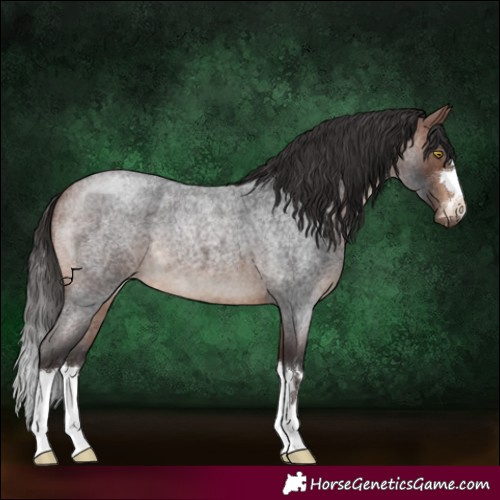 Horse Color:Bay Roan 