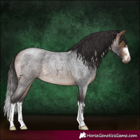 Horse Color:Bay Roan 