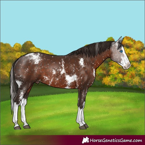 Horse Color:Liver Chestnut Sabino Splash Snowflake VarnishRabicano