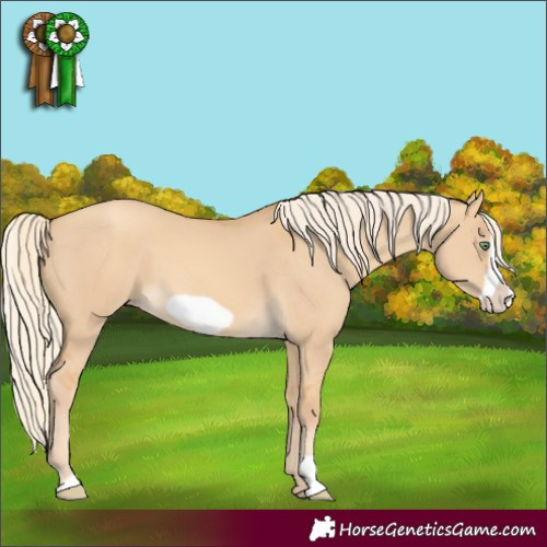Horse Color:Gold Cream Champagne Dun Frame 