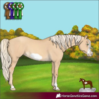 Horse Color:Gold Cream Champagne Dun Frame 