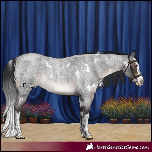 Horse Color:White Spotted Brown Roan Splash 