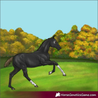 Horse Color:Gray Liver Chestnut Tobiano 