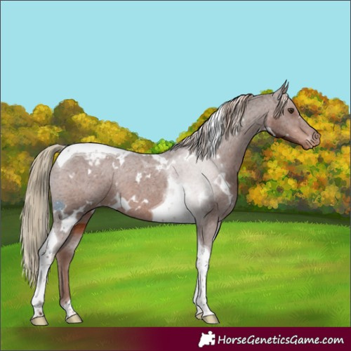 Horse Color:White Spotted Liver Chestnut Tobiano Appaloosa Rabicano
