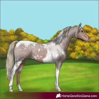 Horse Color:White Spotted Liver Chestnut Tobiano Appaloosa Rabicano