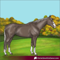 Horse Color:Silver Black 