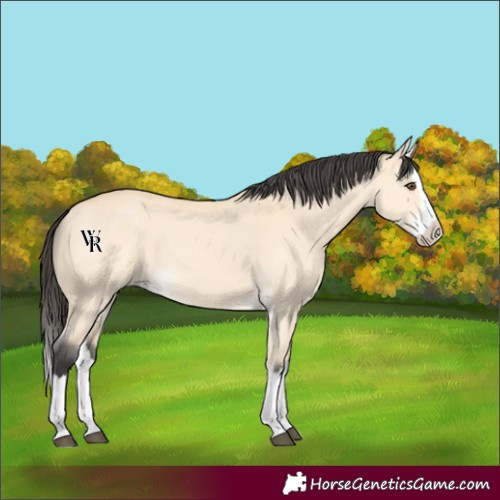 Horse Color:Unknown 