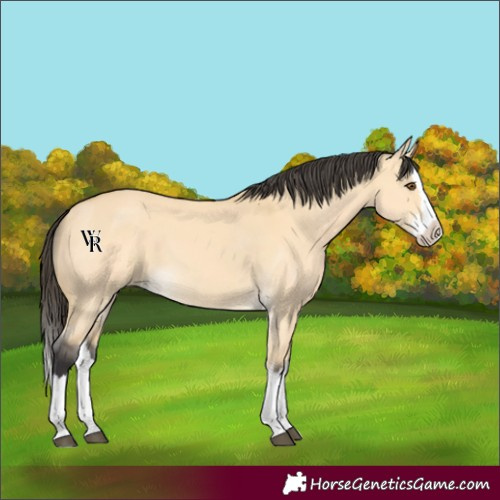 Horse Color:Unknown 