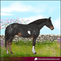 Horse Color:Liver Chestnut Tobiano 