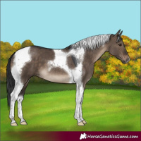 Horse Color:Brown Dun Tobiano 