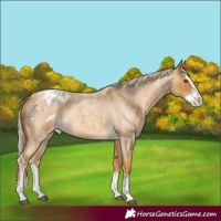 Horse Color:Palomino Roan Splash Appaloosa 