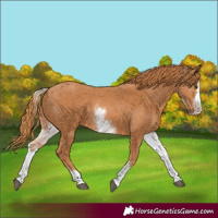 Horse Color:White Spotted Chestnut Splash 