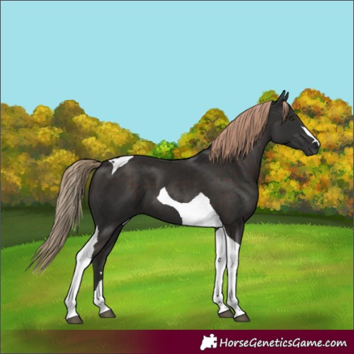 Horse Color:Liver Chestnut Tobiano 