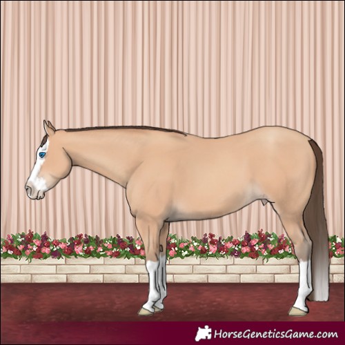 Horse Color:Amber Champagne Splash 