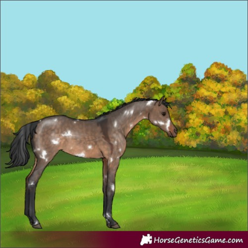 Horse Color:White Spotted Brown Dun 
