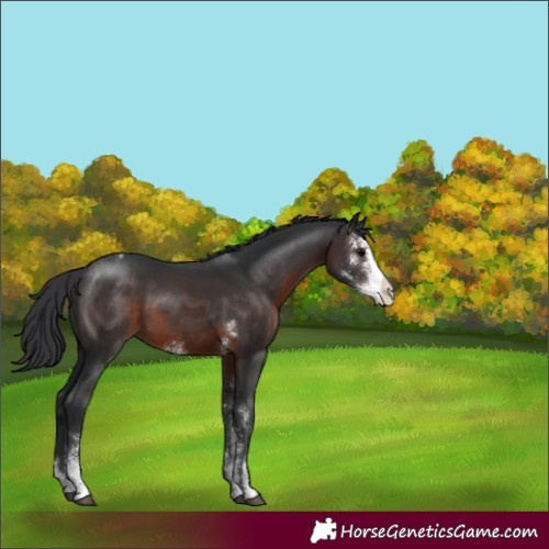 Horse Color:Brown Sabino Varnish 