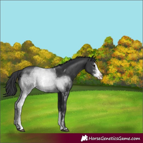 Horse Color:Black Sabino Rabicano 