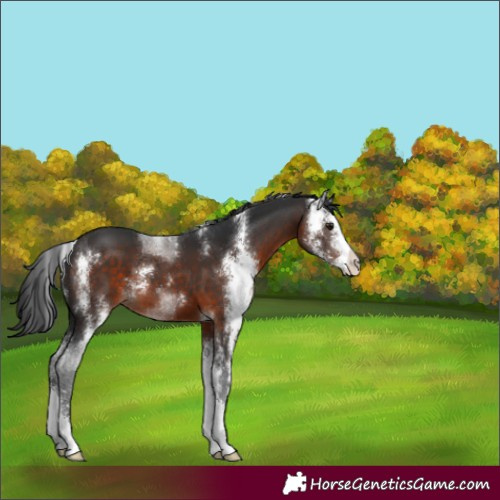 Horse Color:Brown Sabino 