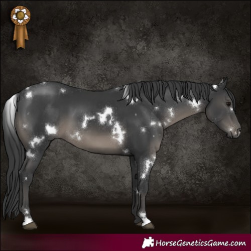 Horse Color:White Spotted Black 