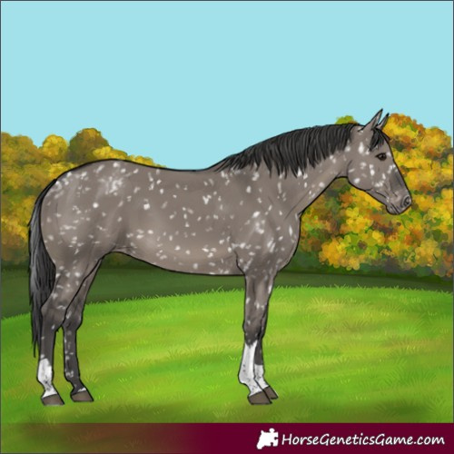 Horse Color:Grullo Tobiano Snowflake Varnish