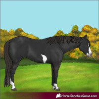 Horse Color:Gray Liver Chestnut Splash Tobiano