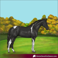 Horse Color:Liver Chestnut Tobiano 