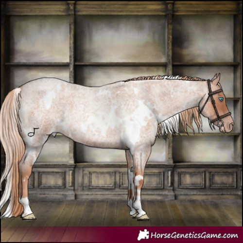 Horse Color:White Spotted Gold Champagne Roan 