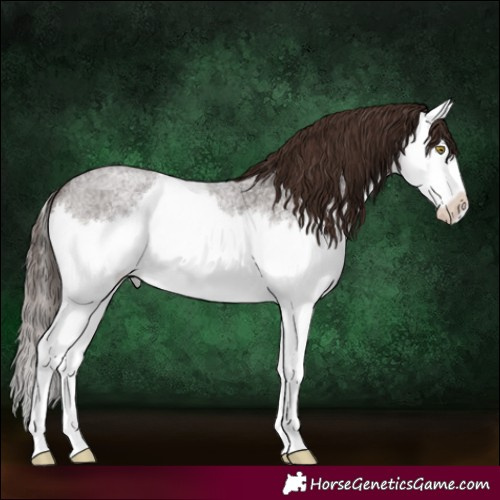 Horse Color:Liver Red Roan Splash 