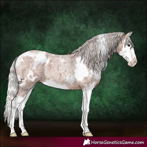 Horse Color:White Spotted Silver Brown Roan Splash