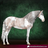 Horse Color:White Spotted Silver Brown Roan Splash