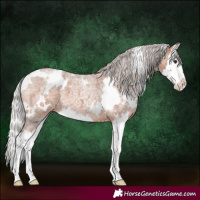 Horse Color:White Spotted Silver Brown Roan Splash 