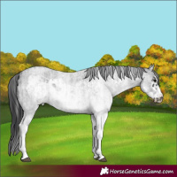 Horse Color:White Spotted Blue Roan Rabicano  and White Spotted Blue Roan Frame Rabicano 