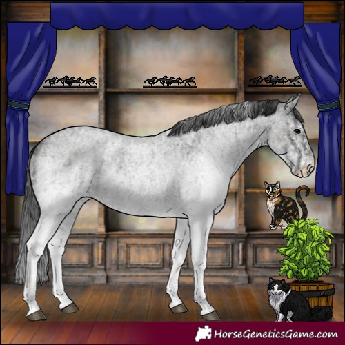 Horse Color:White Spotted Blue Roan Rabicano and White Spotted Blue Roan Rabicano