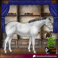 Horse Color:White Spotted Blue Roan Rabicano  and White Spotted Blue Roan Rabicano 
