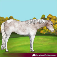 Horse Color:White Spotted Silver Black Tobiano Appaloosa Rabicano 