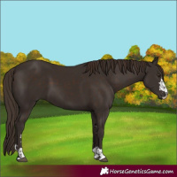 Horse Color:Liver Chestnut  and Liver Chestnut 