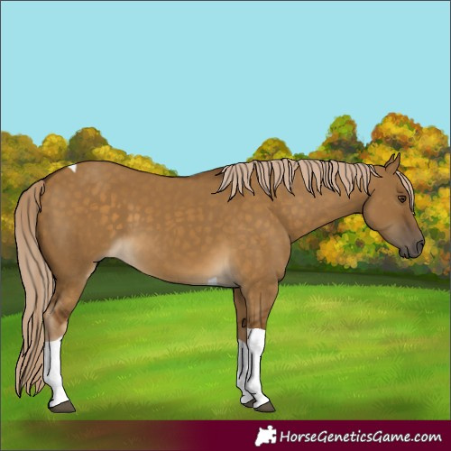 Horse Color:Chocolate Palomino Dun Tobiano 