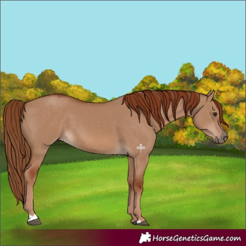 Horse Color:Red Dun 