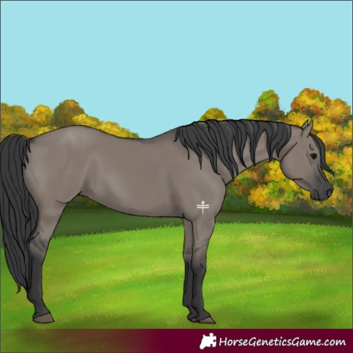 Horse Color:Grullo 